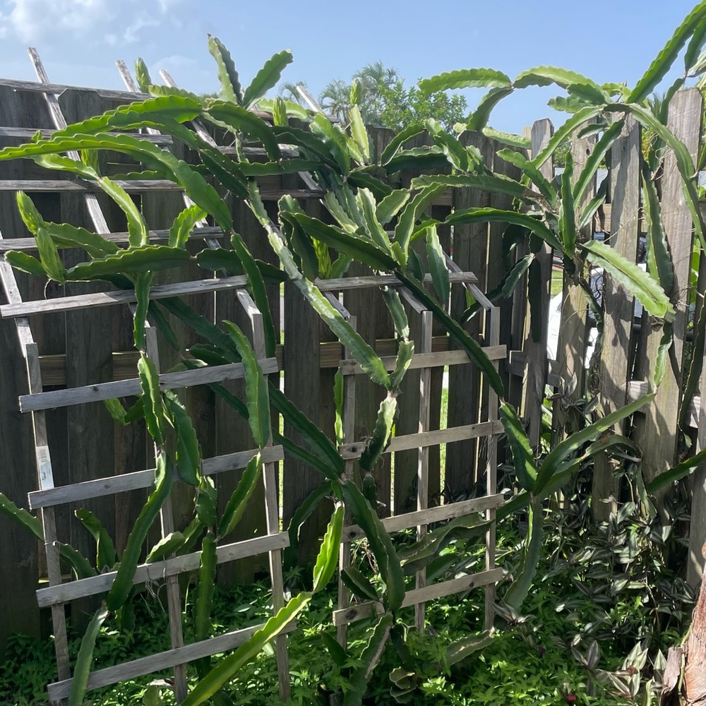 Dragon fruit cactus